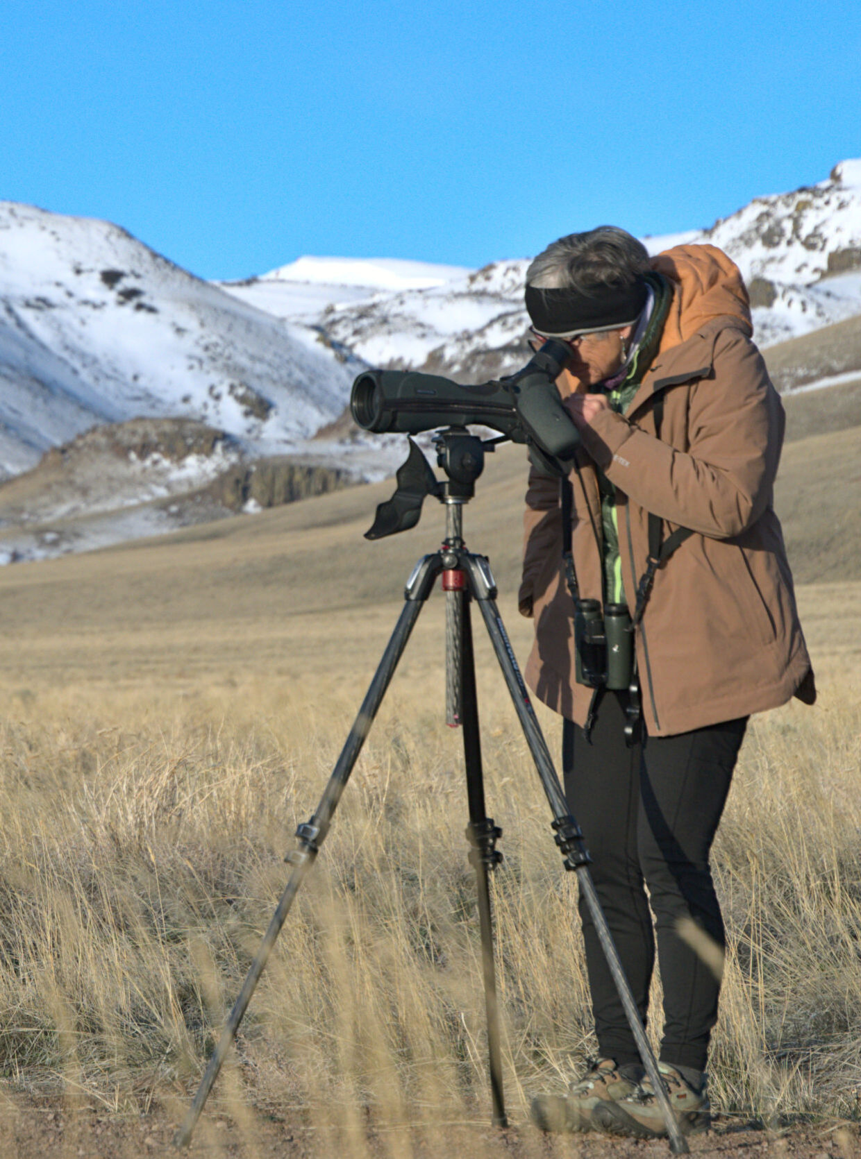 Sagebrush losses